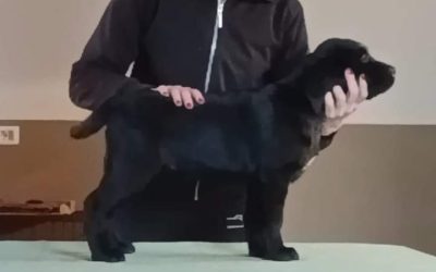 Meravigliosa cucciola aspetta famiglia idonea