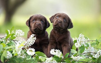 Attese per fine maggio 2025 due splendide cucciolate interamente chocolate