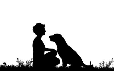 Adozione femmine adulte labrador chocolate